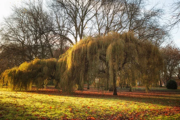 Herfst bomen met droge bladeren — Stockfoto