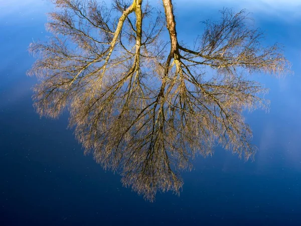 Naakte Boom Reflectie Blauw Water — Stockfoto