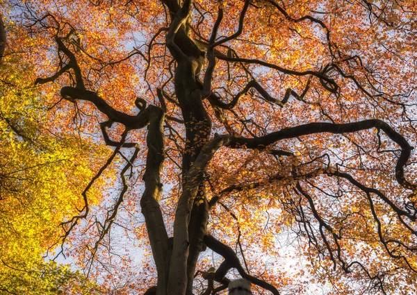 秋の木々 の葉になって明るい黄色 鮮やかな季節の色 — ストック写真