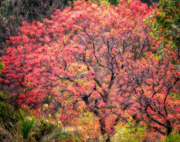 Весняний Пейзаж Барвистими Flarey Дерева Margalla Пагорбах Поблизу Ісламабада — стокове фото