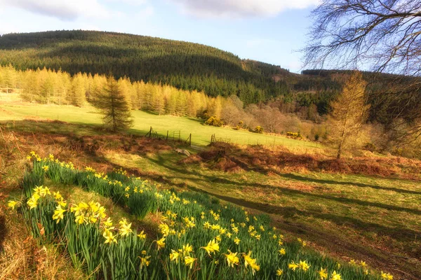 Powerscourt Weiden Met Bloeiende Bloemen Bed Wicklow Dublin Enniskerry Ierland — Stockfoto