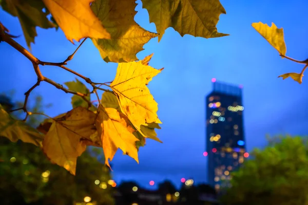 秋天的树叶构成了曼彻斯特最高的建筑 — 图库照片