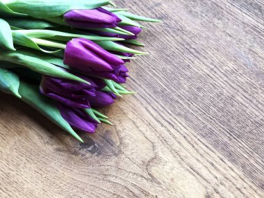 Tahta arka planda mor laleler. Yakın plan. Uzayı kopyala Bahar geldi.