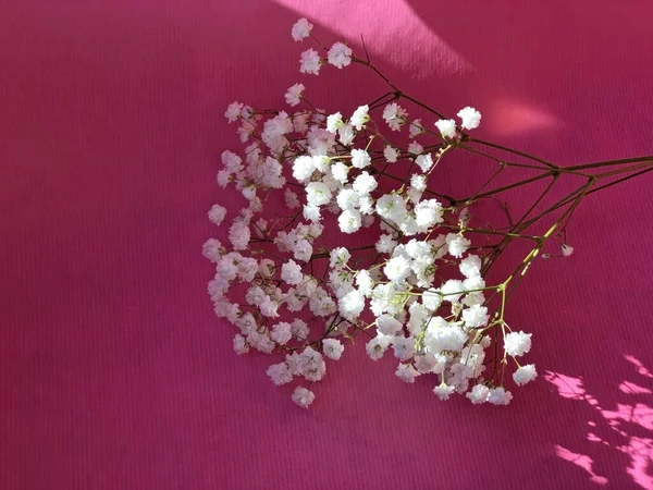 Белые Цветы Розовом Цветок Вишни Розовом Фоне Принято Макет Открытки — стоковое фото