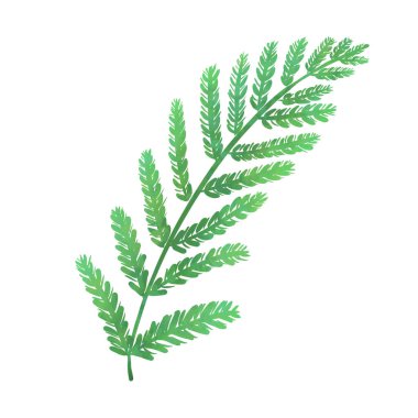 green fern leaf hand drawing isolated on white background. Exotic tropic plant. Mug, postcard, beach, stationery, packaging, wallpaper, textile, fabric design
