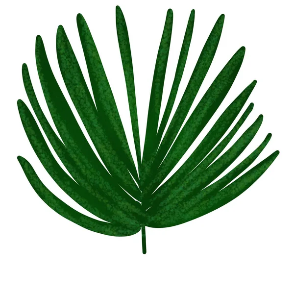 Green Palm Leaf Hand Drawing Isolated White Background Exotic Plant — Zdjęcie stockowe