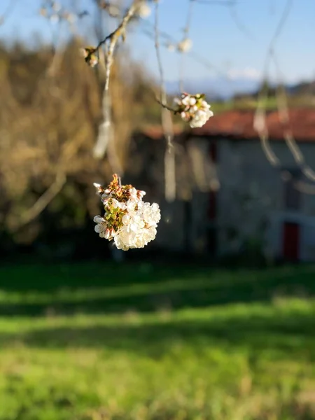 Fleur Cerisier Printemps Travers Les Montagnes Vue Village Ciel Bleu — Photo