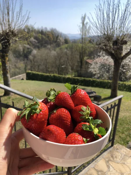 Rote Reife Erdbeeren Einem Weißen Teller Halteteller Mit Erdbeeren Quer — Stockfoto