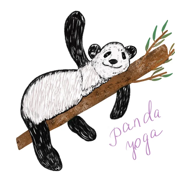 Panda illustration on bamboo branch doing yoga isolated on white. Panda yoga text. Home yoga. Quarantine hobby. Postcard, mug, stationery design