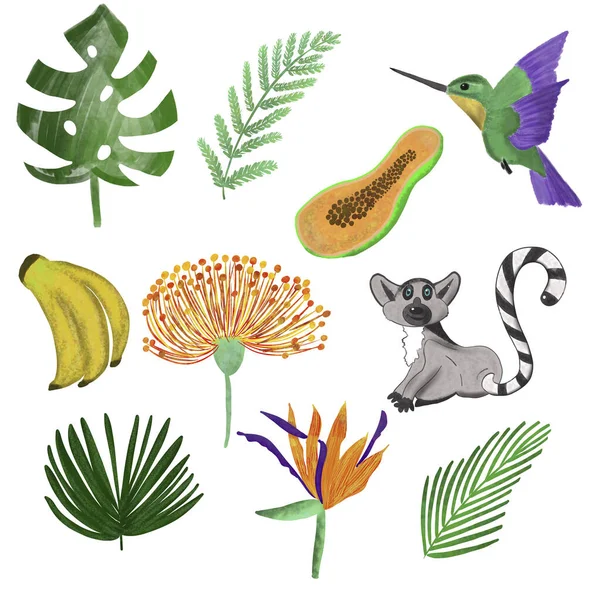 Conjunto Plantas Tropicales Flores Frutas Animales Aves Set Verano Ilustración —  Fotos de Stock