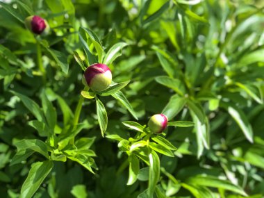Kırmızı şakayık çiçekleri çalıların üzerinde yeşil yaprakların üzerinde, yakın plan. Bahar çiçeği arkaplanı. Bahçe. Boşluğu kopyala. 