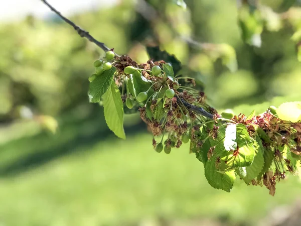 Zweig Eines Kirschbaums Mit Grünen Beeren Darauf Aus Nächster Nähe — Stockfoto