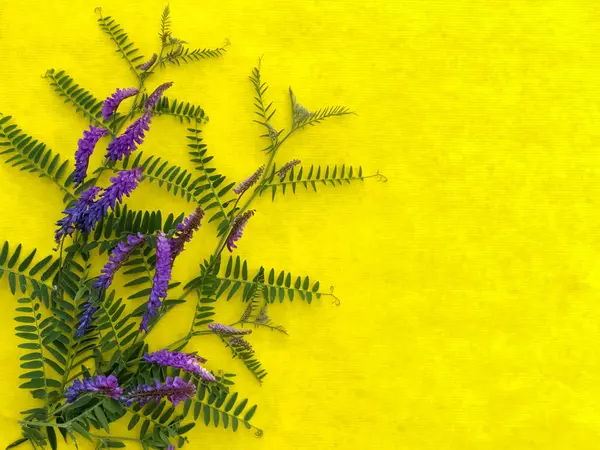 Κίτρινο Φόντο Μωβ Λουλούδια Τομέα Καλοκαιρινό Μακιγιάζ Αντιγραφή Χώρου Στο — Φωτογραφία Αρχείου