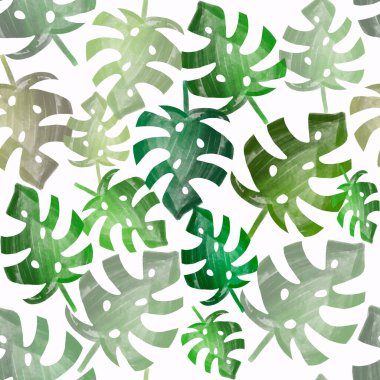 Beyaz arka planda yeşil canavar yaprakları. Suluboya çizim. Yaz egzotik baskısı. Paketleme, duvar kağıdı, tekstil, kumaş tasarımı