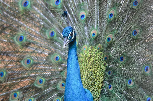 Peacock visar dess fjäderdräkt — Stockfoto