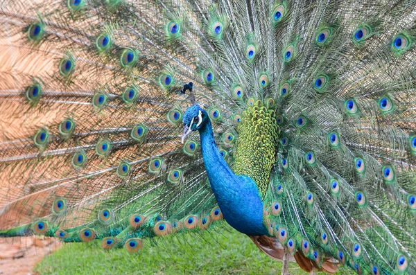 Pavão está exibindo sua plumagem — Fotografia de Stock