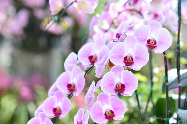 Orquídeas roxas, orquídeas violetas. Orquídea é a rainha das flores. Orquídea no jardim tropical. Orquídea na natureza . — Fotografia de Stock