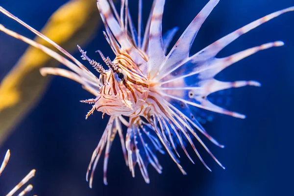 A Lion fish underewater — Stock Photo, Image