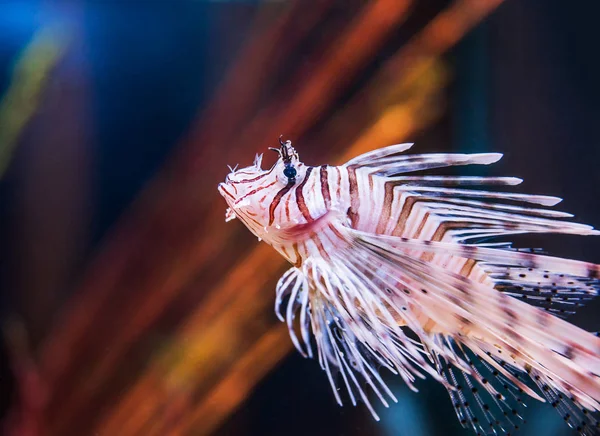 Ein Löwenfisch unter Wasser — Stockfoto