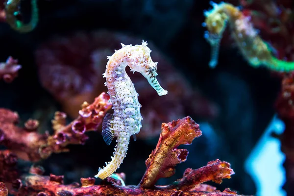 Ein Seepferdchen tief unter Wasser — Stockfoto