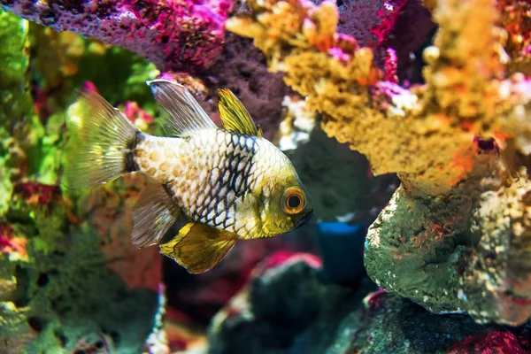Bunte Fische in der Meerwasserwelt des Aquariums — Stockfoto
