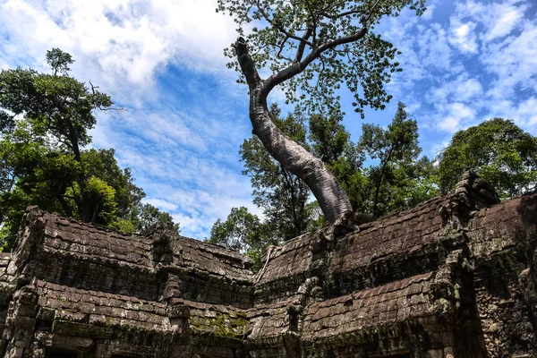 Ta Prohm templo ruinas escondidas en las selvas, Siem Riep, Camboya — Foto de Stock