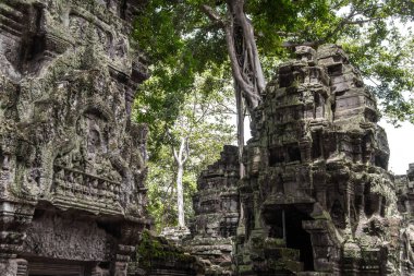 Ta Prohm Tapınağı kalıntıları içinde gizli ormanlarda, Siem Riep, Kamboçya
