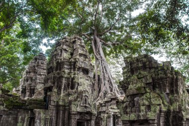 Ta Prohm Tapınağı kalıntıları içinde gizli ormanlarda, Siem Riep, Kamboçya