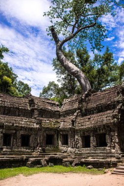 Ta Prohm Tapınağı kalıntıları içinde gizli ormanlarda, Siem Riep, Kamboçya