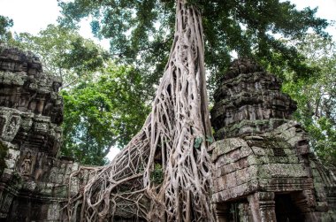 Ta Prohm Tapınağı kalıntıları içinde gizli ormanlarda, Siem Riep, Kamboçya