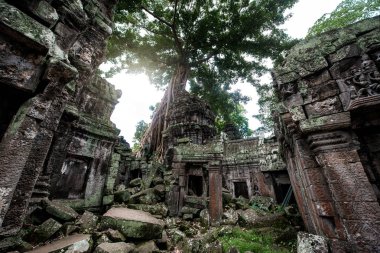 Ta Prohm Tapınağı kalıntıları içinde gizli ormanlarda, Siem Riep, Kamboçya