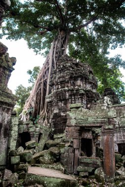 Ta Prohm Tapınağı kalıntıları içinde gizli ormanlarda, Siem Riep, Kamboçya