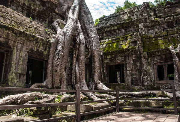 Ta Prohm templo ruinas escondidas en las selvas, Siem Riep, Camboya — Foto de Stock