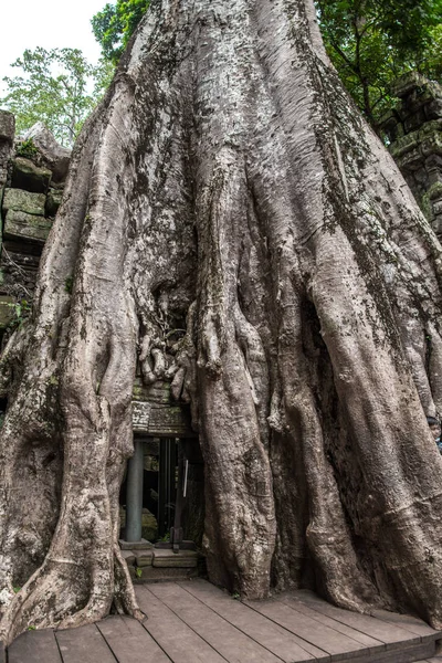 Ta prohm Tempelruinen versteckt im Dschungel, siem riep, Kambodscha — Stockfoto