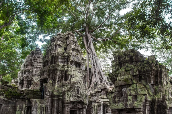Ta Prohm Tapınağı kalıntıları içinde gizli ormanlarda, Siem Riep, Kamboçya