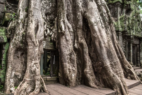 Ta Prohm templo ruinas escondidas en las selvas, Siem Riep, Camboya — Foto de Stock