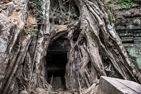 Ta Prohm Tapınağı kalıntıları içinde gizli ormanlarda, Siem Riep, Kamboçya — Stok fotoğraf