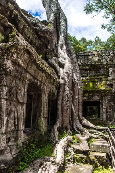 Ta Prohm templo ruinas escondidas en las selvas, Siem Riep, Camboya — Foto de Stock