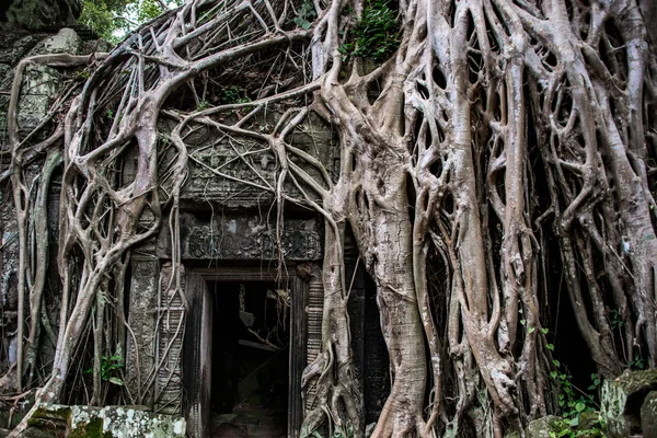 Ta Prohm templo ruinas escondidas en las selvas, Siem Riep, Camboya — Foto de Stock