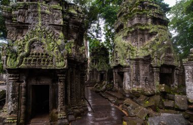 Ta Prohm Tapınağı kalıntıları içinde gizli ormanlarda, Siem Riep, Kamboçya