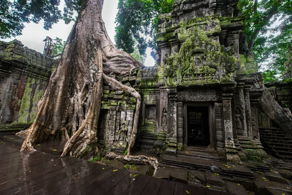 따 프롬 사원 유적에 숨겨진된 정글, Riep 시 엠 립, 캄보디아 — 스톡 사진