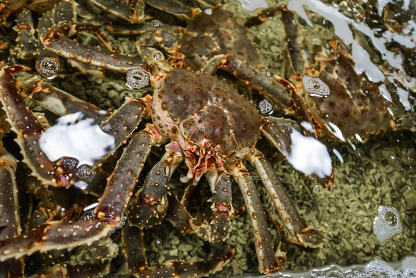 Giant Japanese spider crab- (Macrocheira kaempferi) — Stock Photo, Image