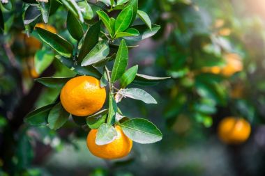 Bir ağaçtan taze portakal