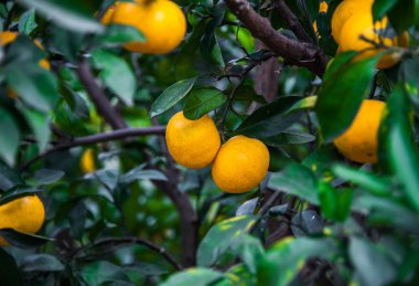 Bir ağaçtan taze portakal