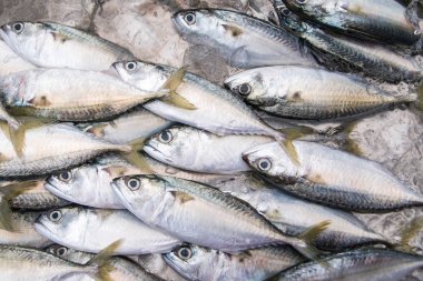 Balık yerel pazarda taze grup