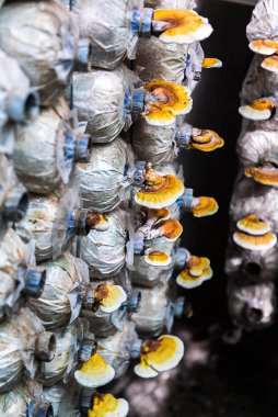 Mantarlar kapalı alandaki tarlalar, tarım 