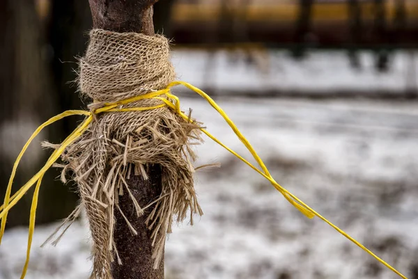 A tree trunk that is wrapped in burlap. 
