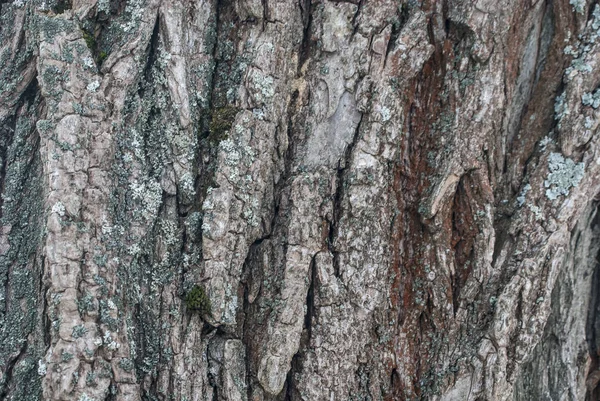 Ağaç kabuğu dokusu yakın çekim 