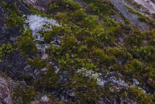 Ağaç kabuğu dokusu, yosun ve kar kristalleri