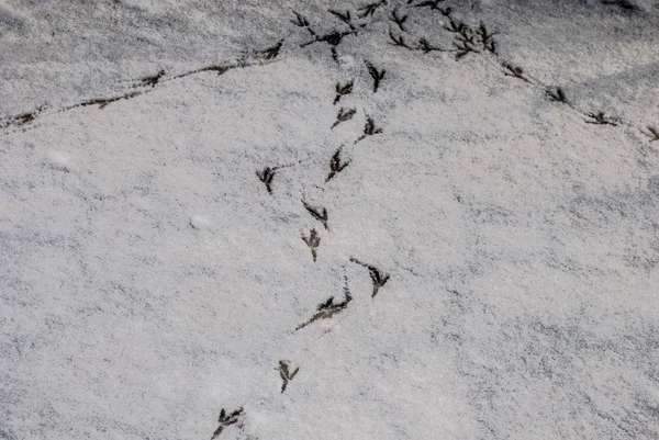 Taze karda kuş izleri